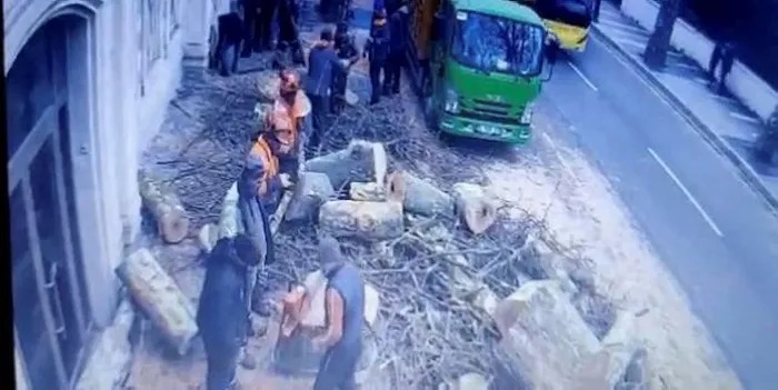 AK Partili Çiğdem Karaaslan’dan İBB’ye tepki: Çınar ağaçlarını muhafaza etmek en başta belediye başkanına düşer