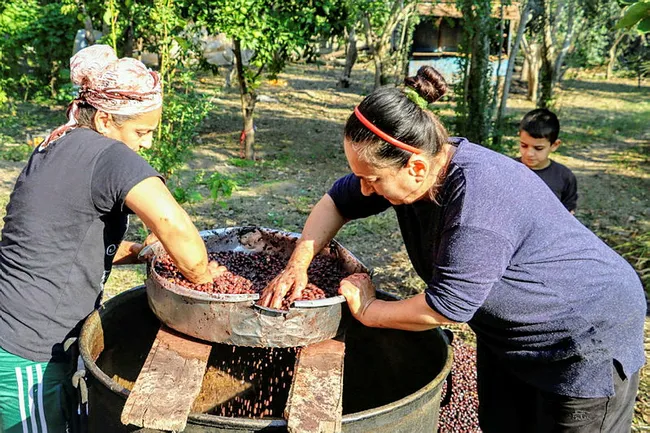 Binbir zahmetle üretilen defne yağının litresi 100 TL'ye satılıyor - 4