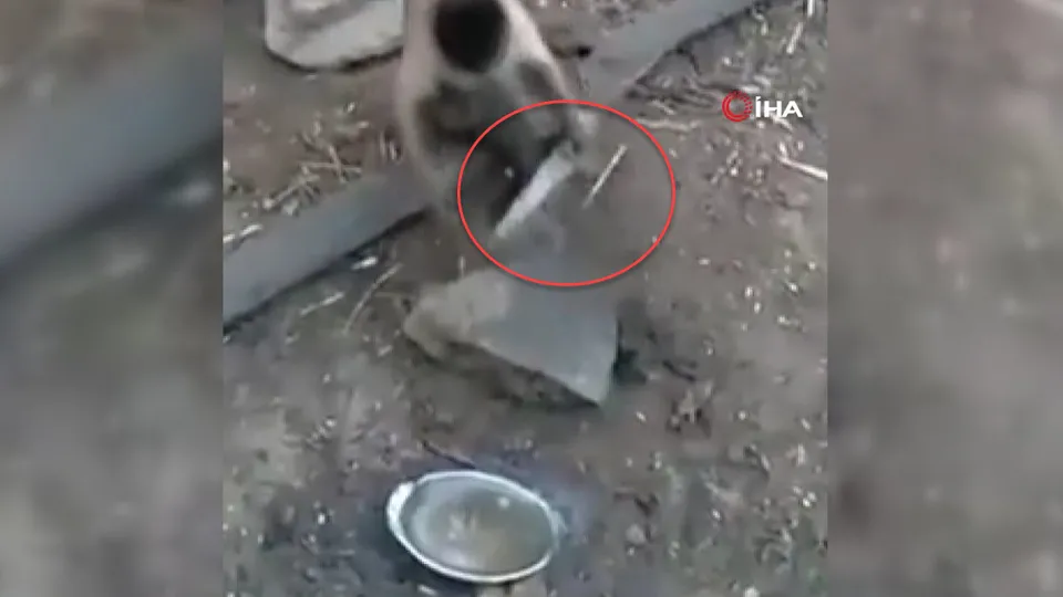 Maymun eline bıçağı aldı! Yaptıklarıyla ise sosyal medyada gündem oldu