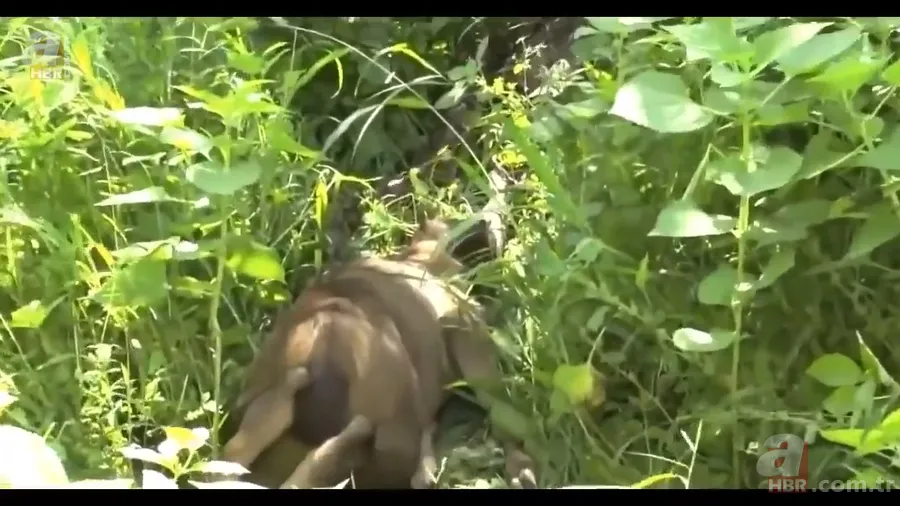 Anakonda yılanı ineği tek lokmada yuttu! O anlar böyle görüntülendi 10