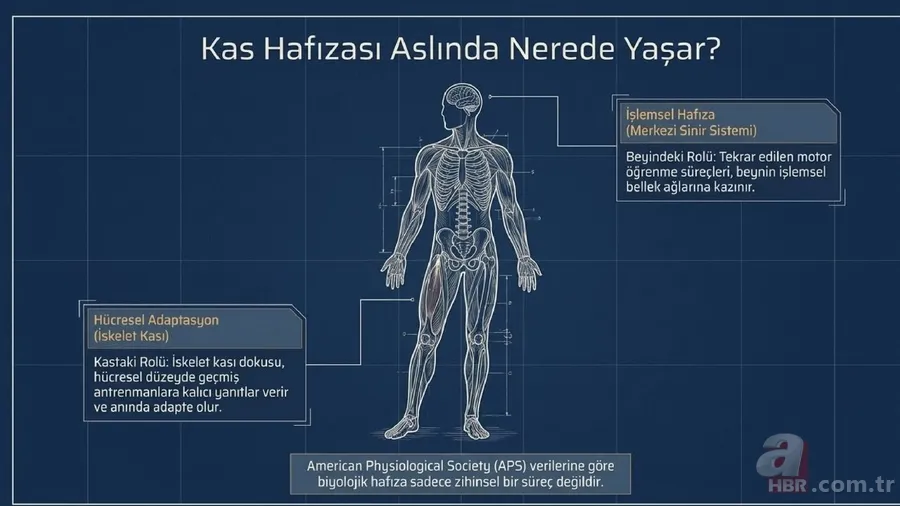 Beynin gizli arşivi: Zihin unutsa bile vücut hatırlıyor! Kas hafızası nedir? 4
