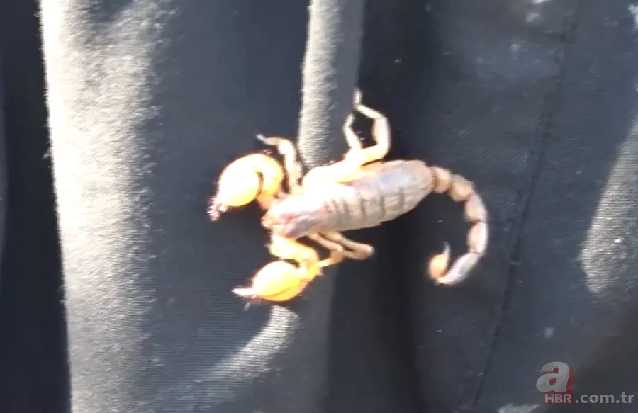 Görüntüler Türkiye’den… Havalar ısınınca ortaya çıktı! Gece uykudayken akrep soktu 3