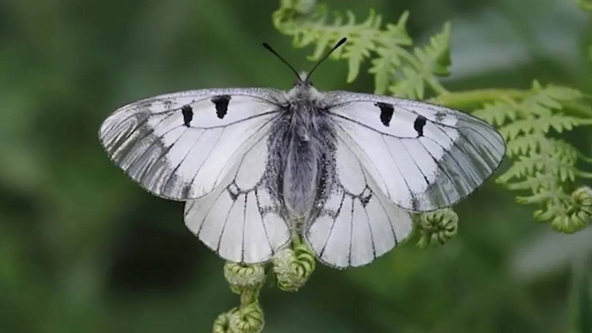 Nesli tehlike altında: 'Dumanlı Apollo' Uludağ'da görüntülendi