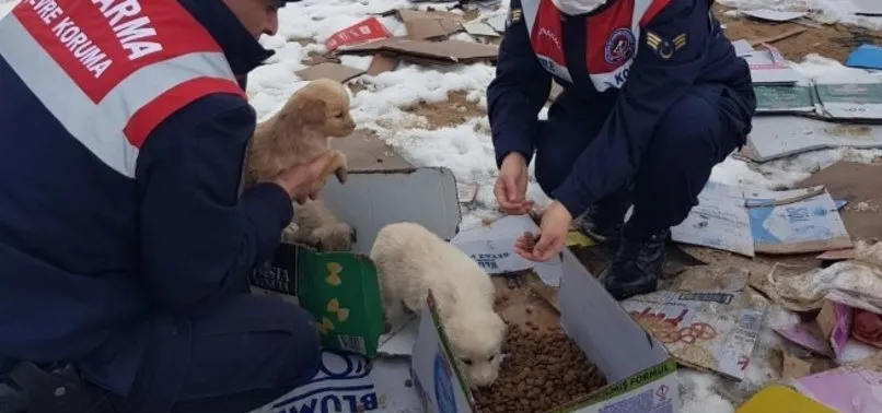 Sivas’ta çöplükte bulunan yaralı köpeğin imdadına jandarma yetişti