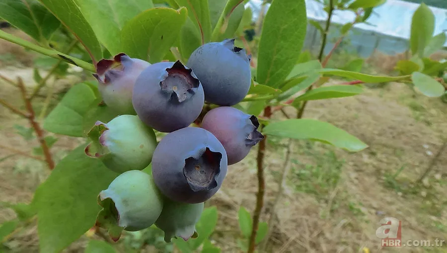 1 ay çalışarak 100 bin TL kazandırıyor! Tek ağaçtan 10 kilo çıkıyor! Yılda 1-2 bakım yeterli 5