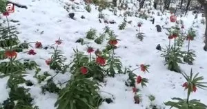 Van’da ters laleler kar altında kaldı