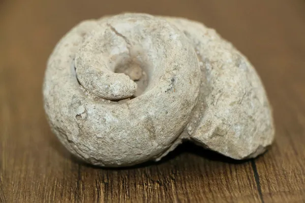 Adıyaman'da 70 milyon yıllık salyangoz fosili bulundu - 2