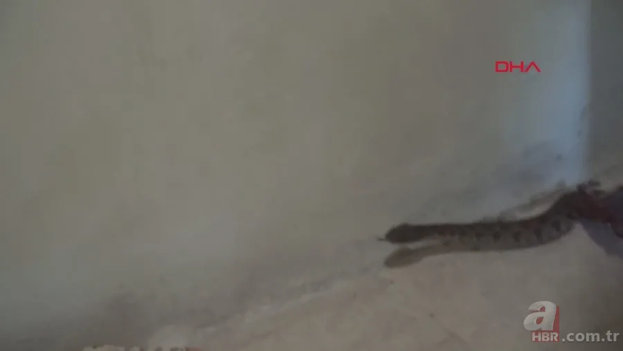 Tek ısırığı bile öldürüyor! Eve giren zehirli yılanı elleriyle yakaladı 🐍 2