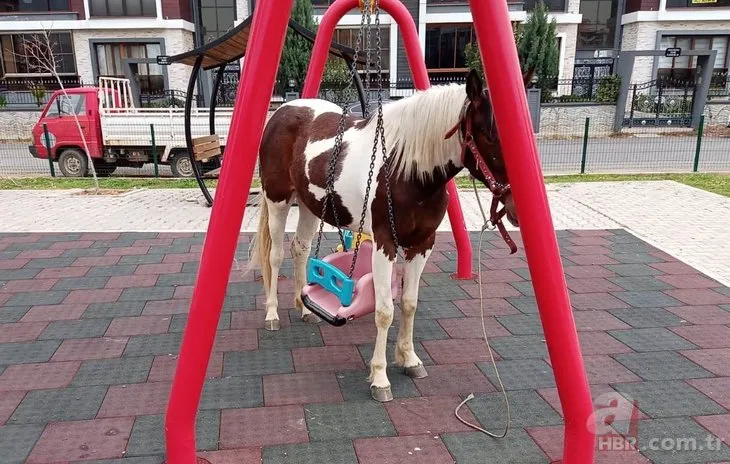 Kimse nasıl olduğunu anlayamadı! Çocuk parkına giren at salıncağa dolandı