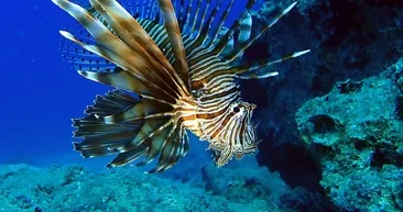 Hem istilacı hem de zehirli! Akdeniz için yeni tehlike: Aslan balığı