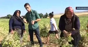 Kahramanmaraş’ta fasulye hasadı