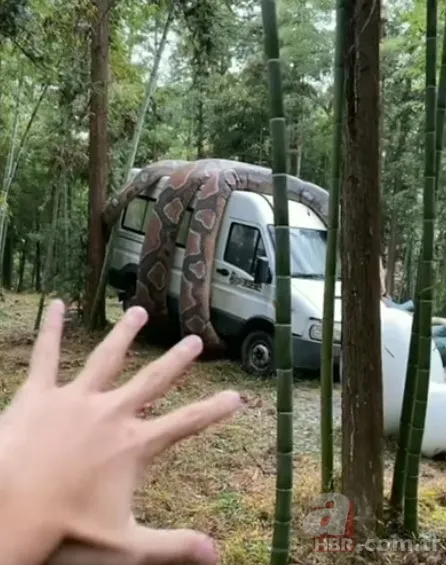 Bu görüntüler dehşete düşürdü! Dev anakonda arabayı sardı 6