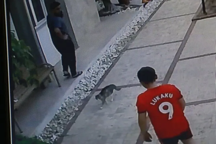 Antalya’da köpekli aileye saldıran kedi, hem korkuttu hem güldürdü