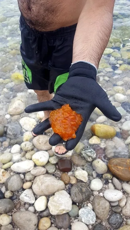 Nadir görülen bir tür! Poşet sandı ama gerçek çok başka çıktı