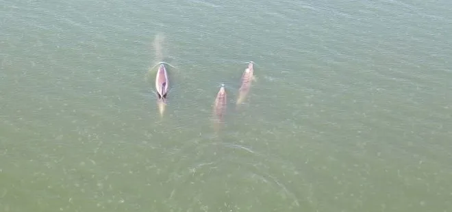İzmit Körfezi’nde su yüzüne çıkan yunuslar drone ile görüntülendi