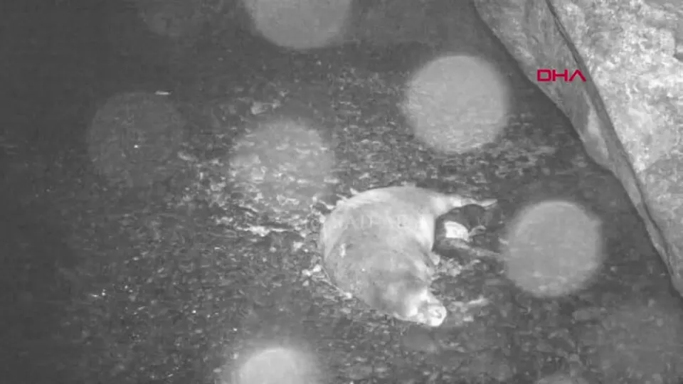 Kırmızı listedeki Akdeniz fokunun doğumu ilk kez kayıt altında