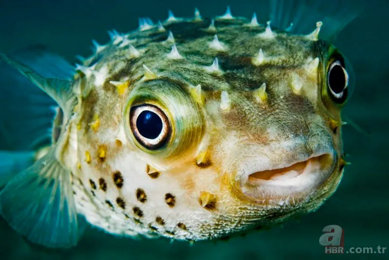 Balon balığı insana saldırır mı | Yiyen ölüyor! Binlerce insan bu balığı tanımıyor 2