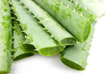 Meğer çok faydalıymış! Evde Aloe vera bakmanız için 7 neden!