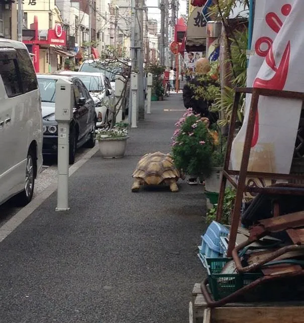 Sokakta bir dev kaplumbağa!