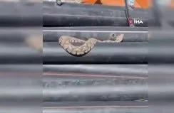 Çanakkale’de su borularından engerek yılanı çıktı