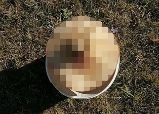 Son dakika: Yaylada gezerken buldu! Kovaya bile sığmadı...