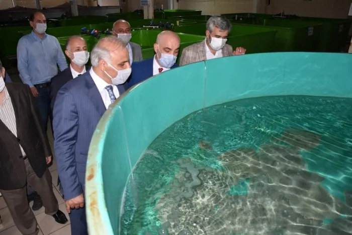 Nesli tükenmekte olan mersin balığı Karadeniz ile buluştu - 2