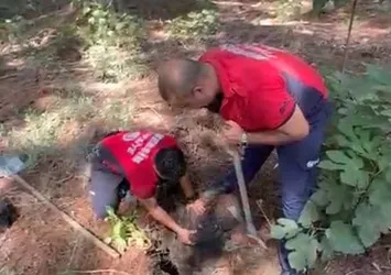 Mersin'de köpek kurtarma operasyonu