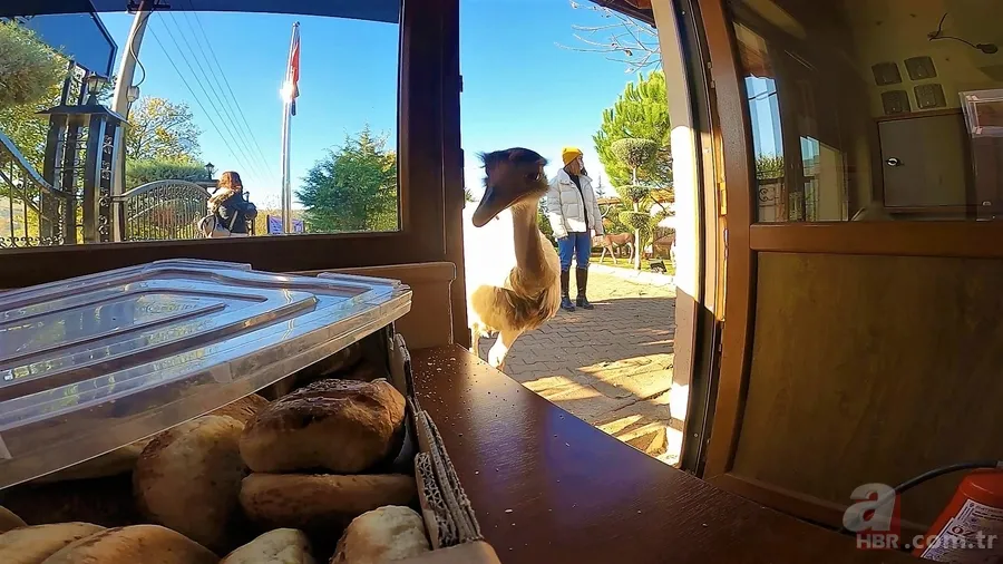 Her gün poğaçalar eksiliyordu! Bakın hırsız kim çıktı? Ne bulsa midesine indiriyor 3