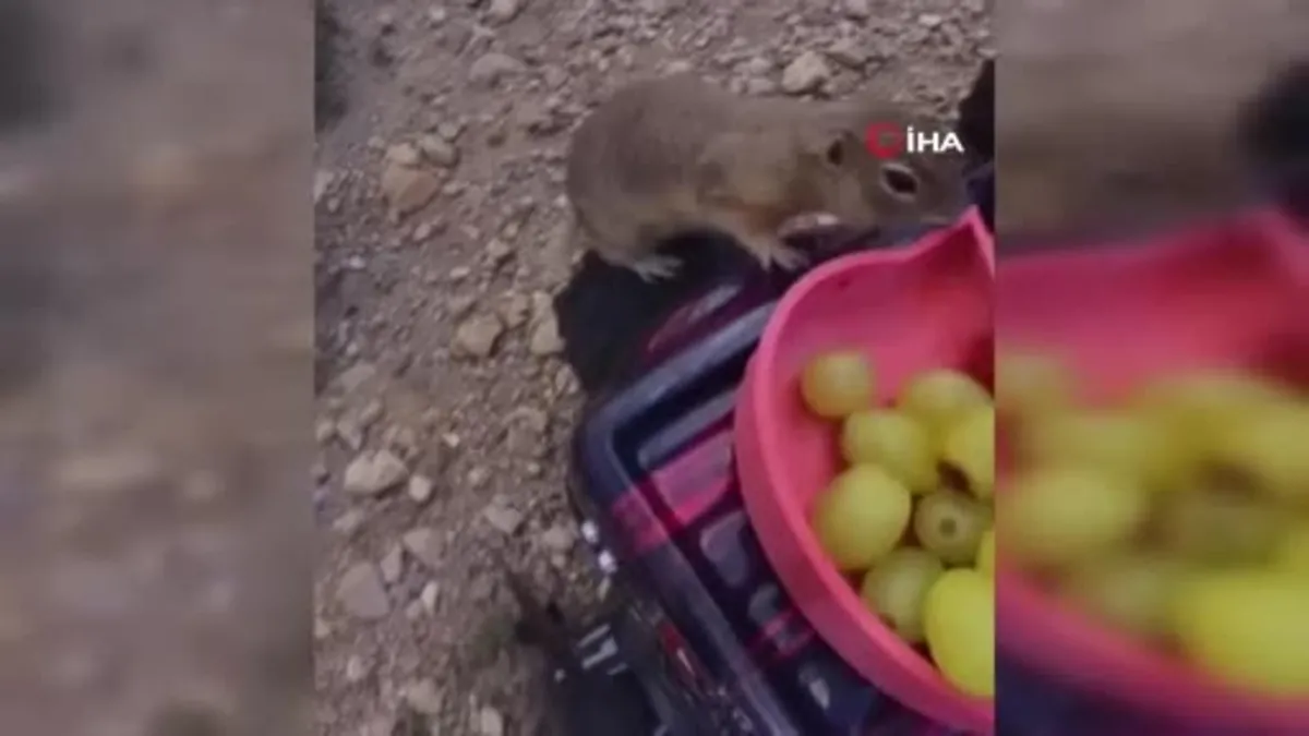 Gelengilerin çilek ve üzüm keyfi kamerada