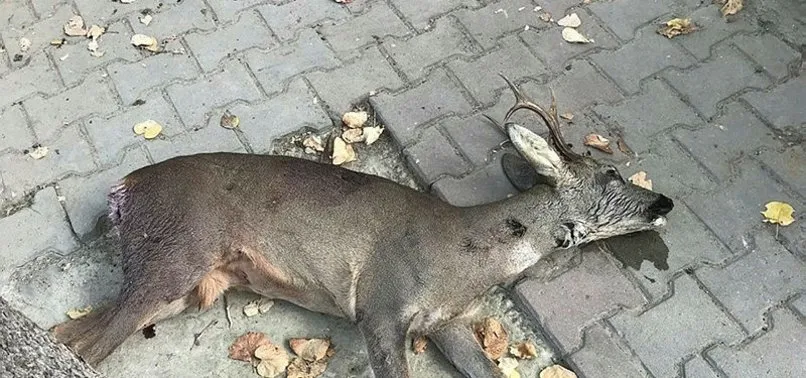 Koruma altındaki karacayı silahla vurdular