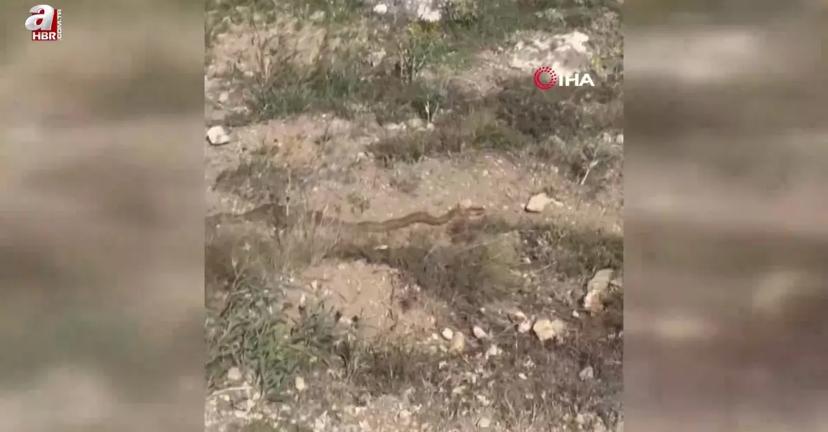 Hayvanlarını otlatırken gördü! Böyle kaydetti