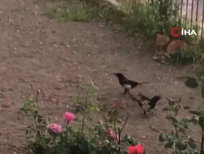 Saksağan kuşunun gazabına uğradı! Ankara’da vatandaşlar anbean görüntüledi 🐕🆚🐦