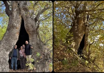 Aydın'da mahalleliden dev çınar ağacı için tescil isteği