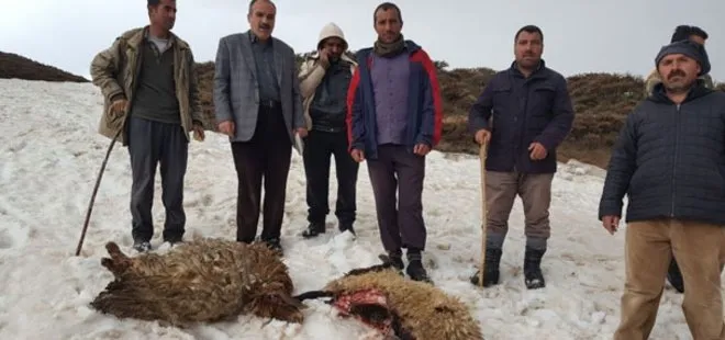 MUŞ'TA KURTLAR KOYUN SÜRÜSÜNE SALDIRDI