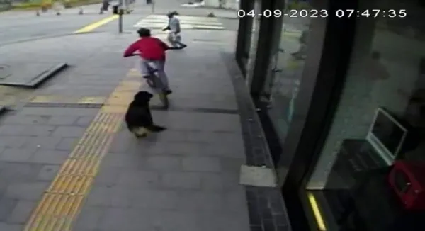 sakaryada-basibos-kopek-dehseti-panikle-kacarken-yayaya-carpti-1695130549310.jpg Sakarya'da başıboş köpek dehşeti! Panikle kaçarken yayaya çarptı - 1
