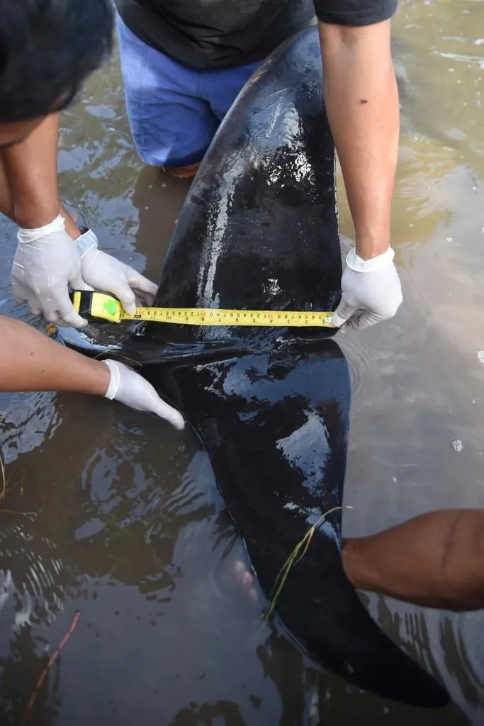 Endonezya’da kıyıya vuran balinalar telef oldu