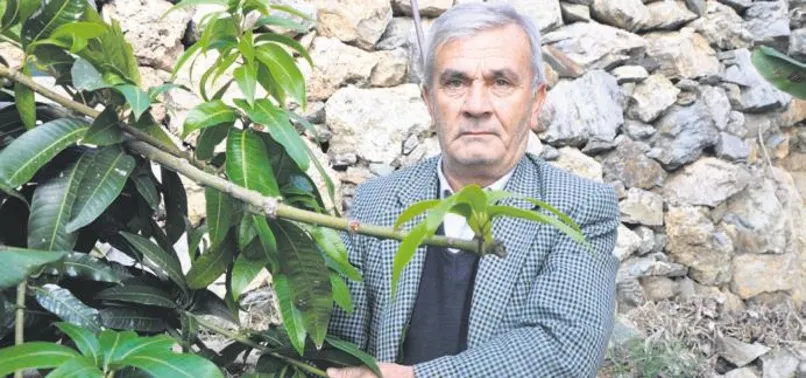 12 mango ağacından 45 bin TL