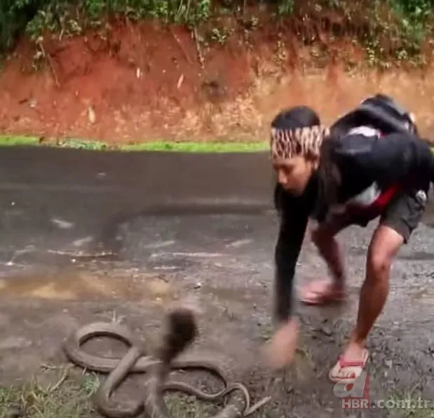 Eve giren kobra yılanıyla ölüm dansı yaptı! Tansiyon çıkaran anlar... 22