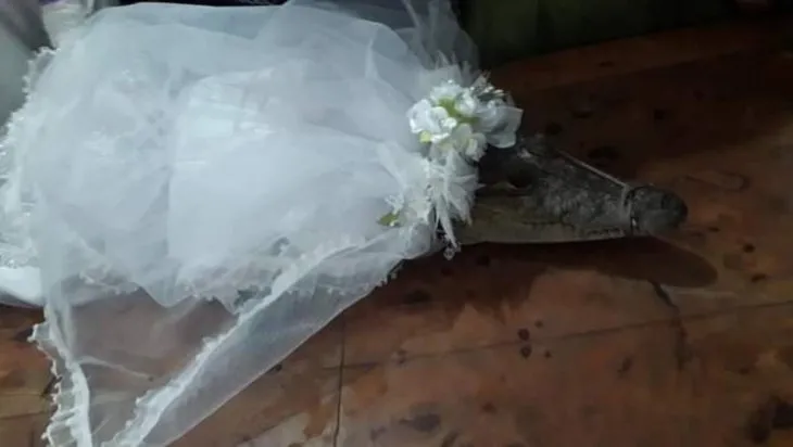 Meksika’da bir acayip düğün: Belediye başkanı timsahla evlendi