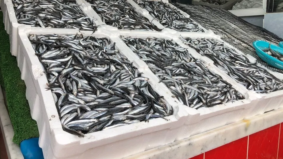 2022 hamsi fiyatı belli oldu