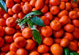 Mandalinaların ömrünü uzatan sır! O detayı kimse bilmiyor: Hemen uygulayın