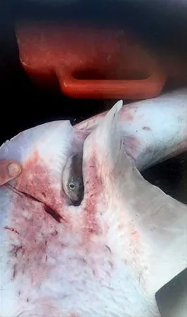 Yürüyüş yaptıkları sırada buldular! Fosil zannedip eve götürdükleri nesne bomba çıktı 25