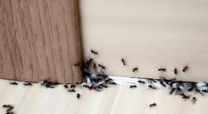 1717235443489.jpeg Karıncalardan kurtulmanın en kolay yöntemi! Kokusundan kaçacaklar... - 3