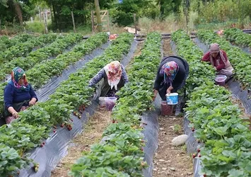 Ordu'da çilek hasadı başladı