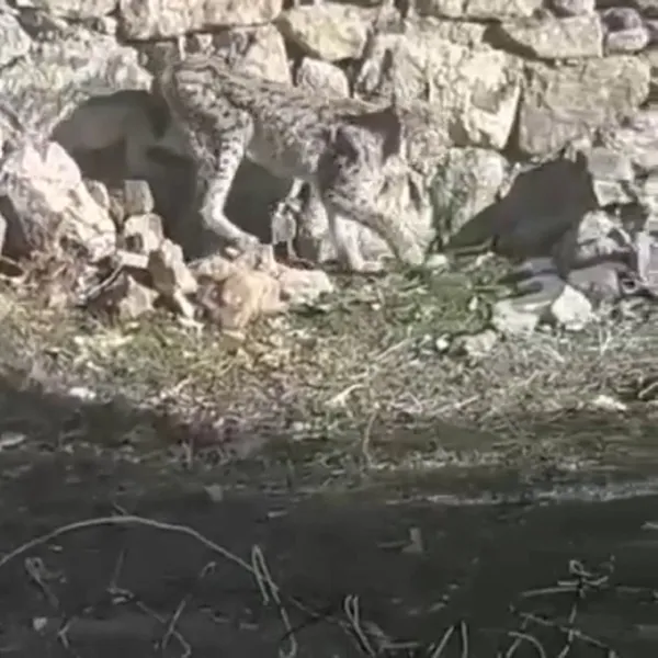 1611521224737.jpg Vahşi vaşak hayvanı sokaklara indi! Bir köpek ve kediyi telef etti - 2
