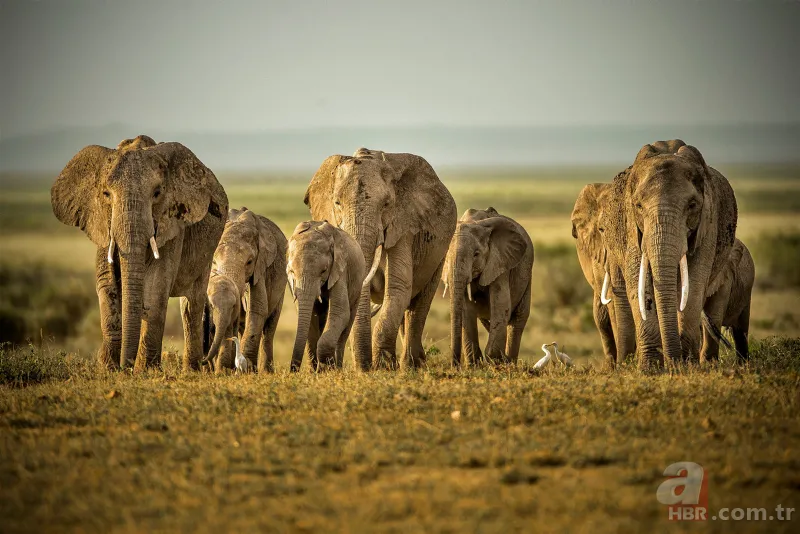 Bilim insanları geliştirdi! Artık uzaydan sayılabilecekler