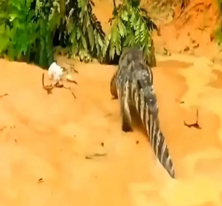 Piton timsaha birden saldırdı! Vahşi doğada daha önce görülmemiş olay