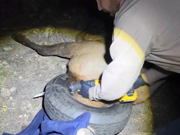 Yıllardır boynunda araba lastiğiyle gezen geyik kurtarıldı