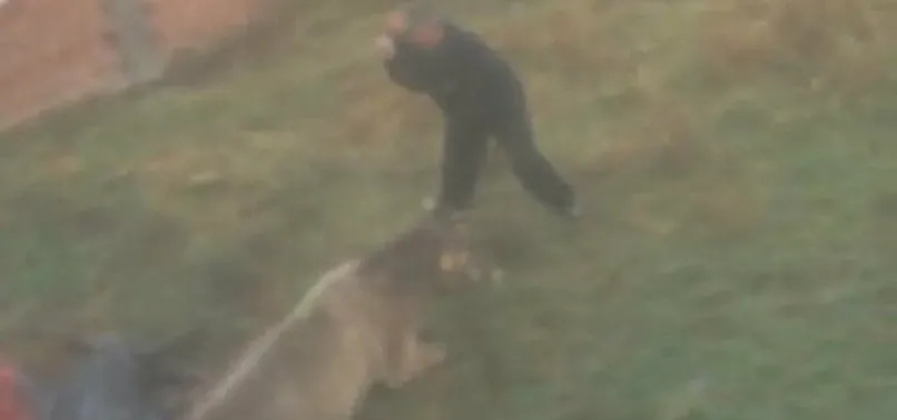 Sakarya’da hayvana işkence! 'Geber' diye sopayla dövüp sonra kesti