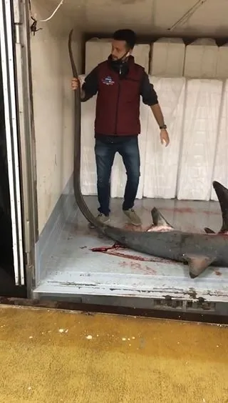 marmarada-4-metre-uzunlugunda-kopek-baligi-yakalandi-1631609359030.jpg Marmara’da 4 metre uzunluğunda köpek balığı yakalandı - 2
